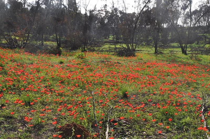 דרום אדום. צילום: מאור מורביה
